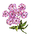 Picture of Impatient Flowers