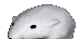 A peeking mouse